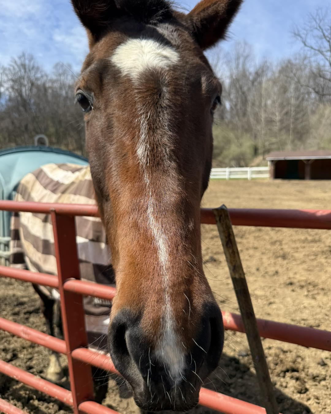 Enlarge Pipe Dreamin (Prada), a ADOPTABLE Thoroughbred in KNOXVILLE, MD image 2/5