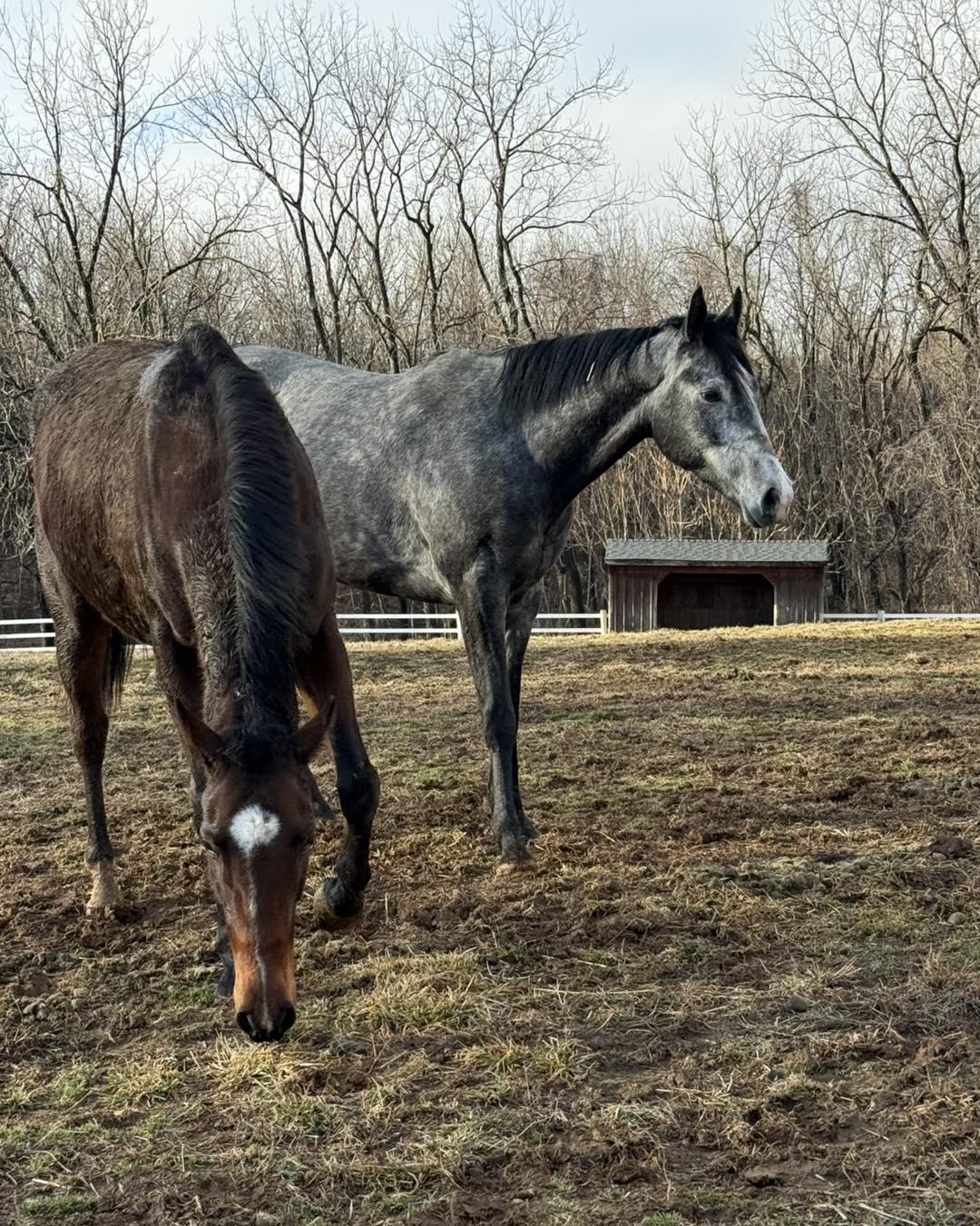 Enlarge Pipe Dreamin (Prada), a ADOPTABLE Thoroughbred in KNOXVILLE, MD image 4/5