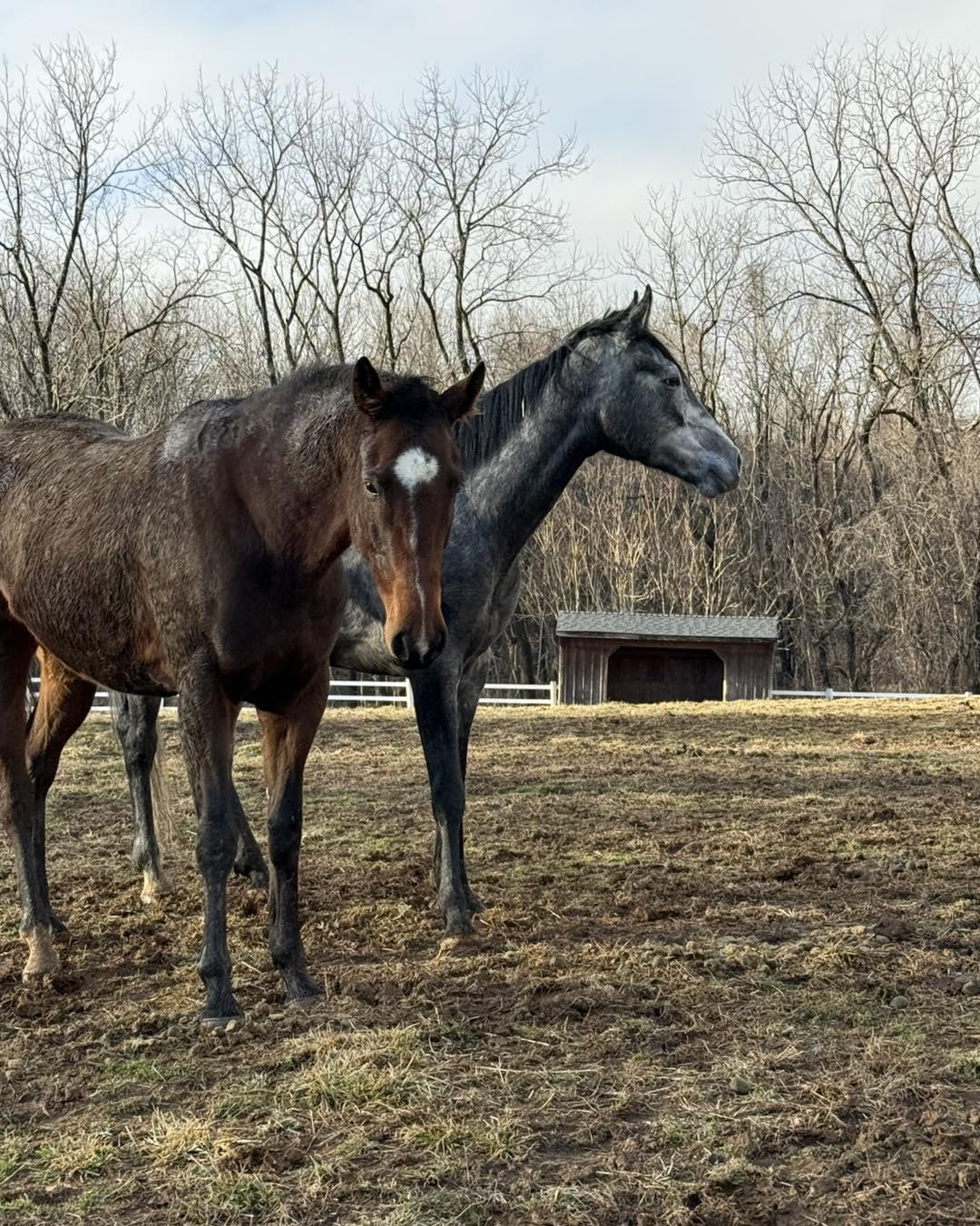 Enlarge Pipe Dreamin (Prada), a ADOPTABLE Thoroughbred in KNOXVILLE, MD image 5/5