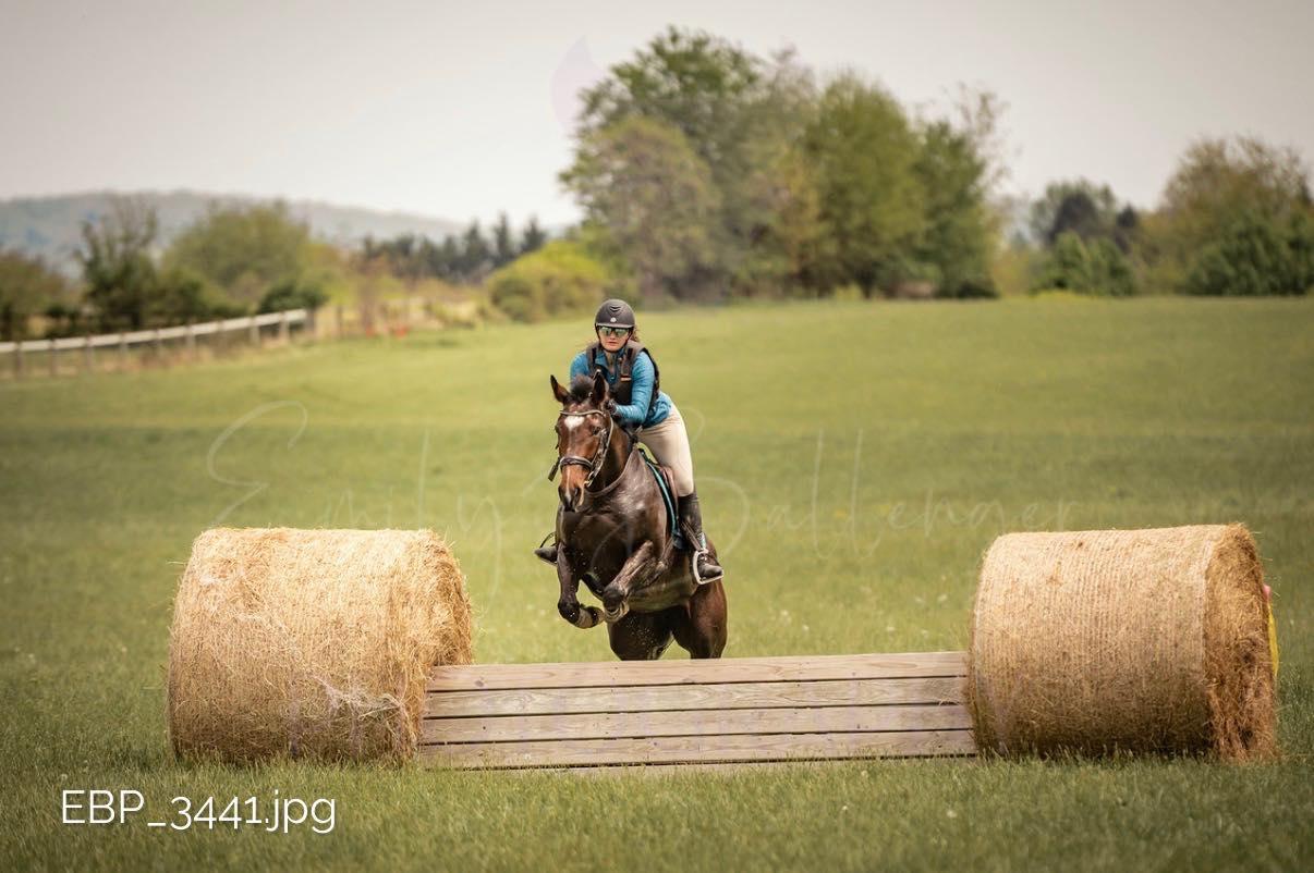 Enlarge Pipe Dreamin (Prada), a ADOPTABLE Thoroughbred in KNOXVILLE, MD image 3/5