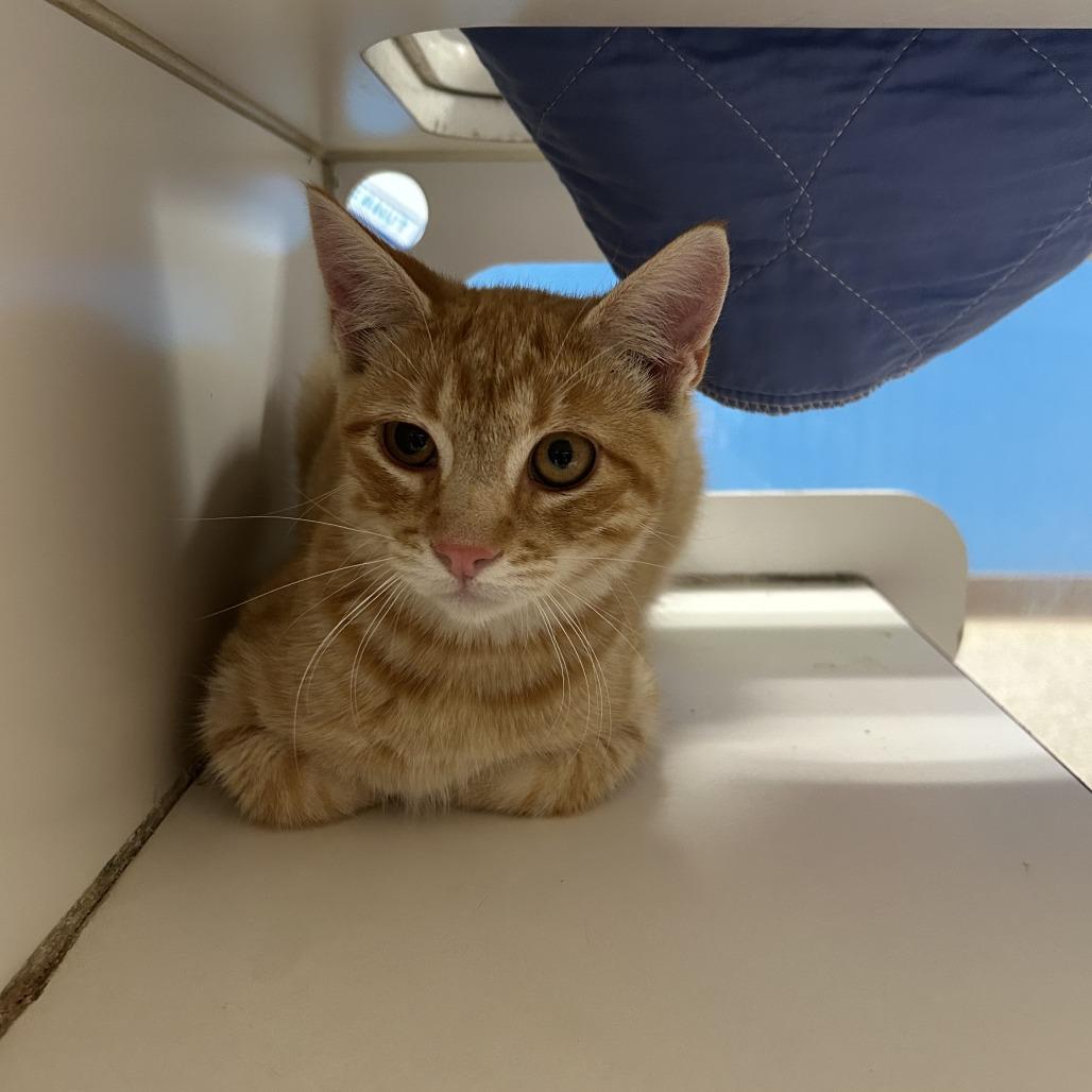 Enlarge Tigger, a Adoptable Domestic Short Hair in Cheyenne, WY image 1/4