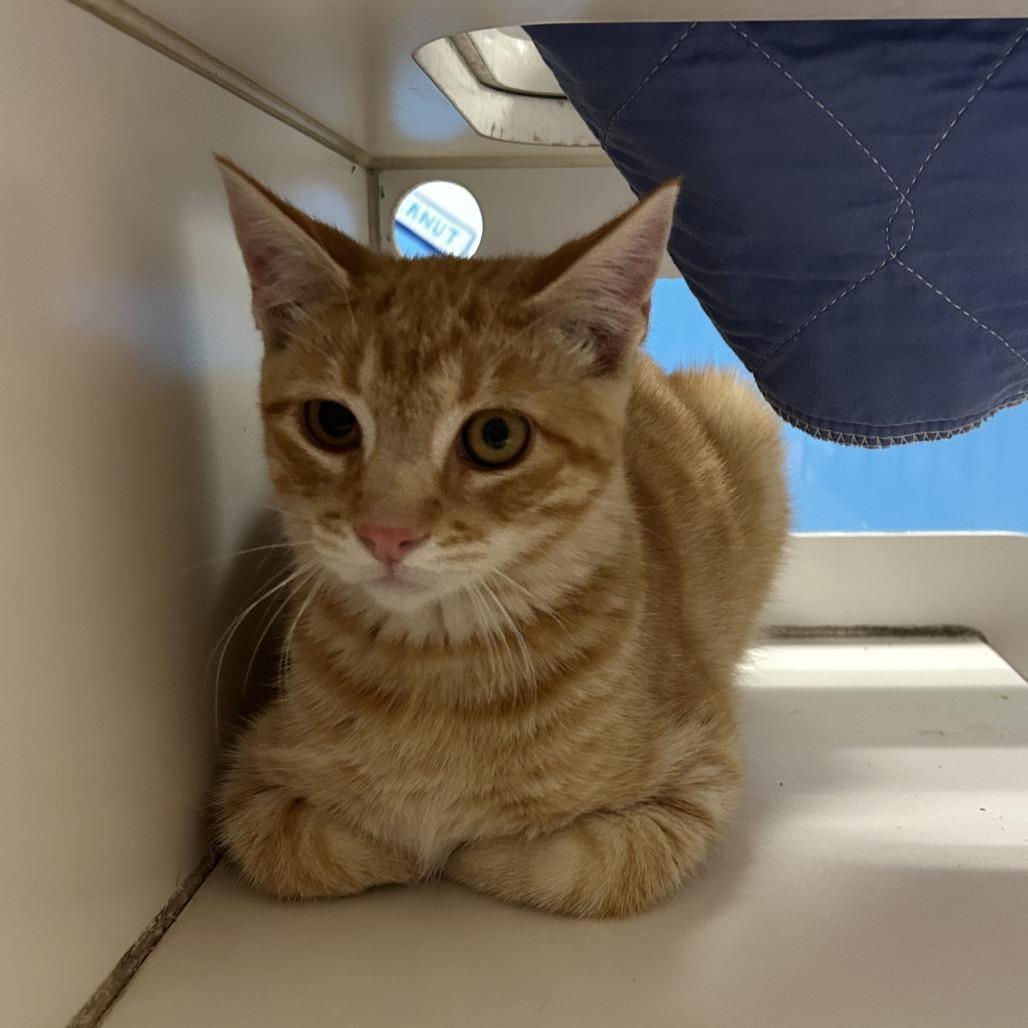 Enlarge Tigger, a Adoptable Domestic Short Hair in Cheyenne, WY image 2/4
