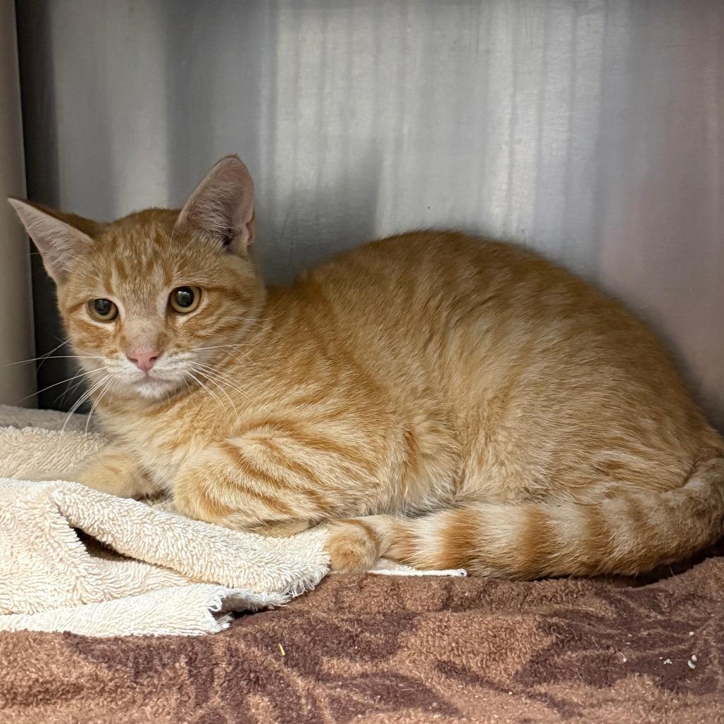 Enlarge Tigger, a Adoptable Domestic Short Hair in Cheyenne, WY image 3/4