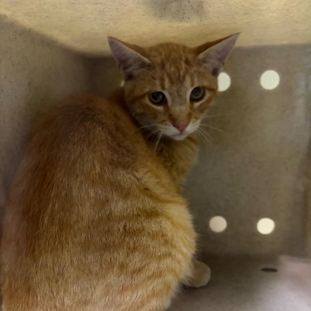 Enlarge Tigger, a Adoptable Domestic Short Hair in Cheyenne, WY image 4/4