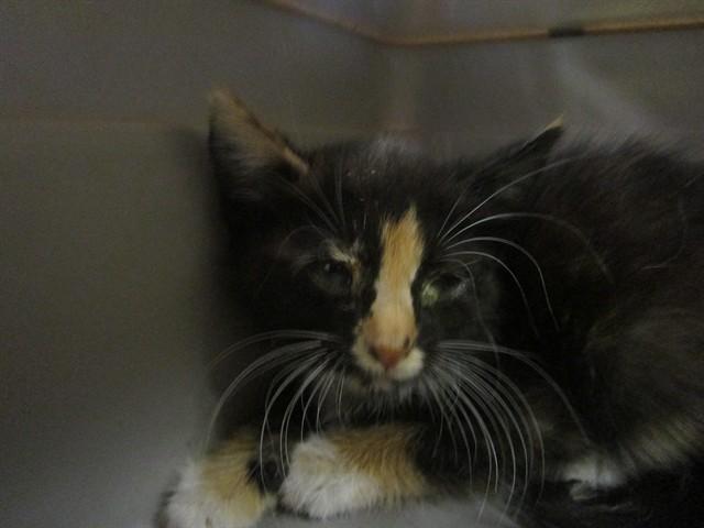A363233, Adoptable, Young Female Domestic Short Hair.