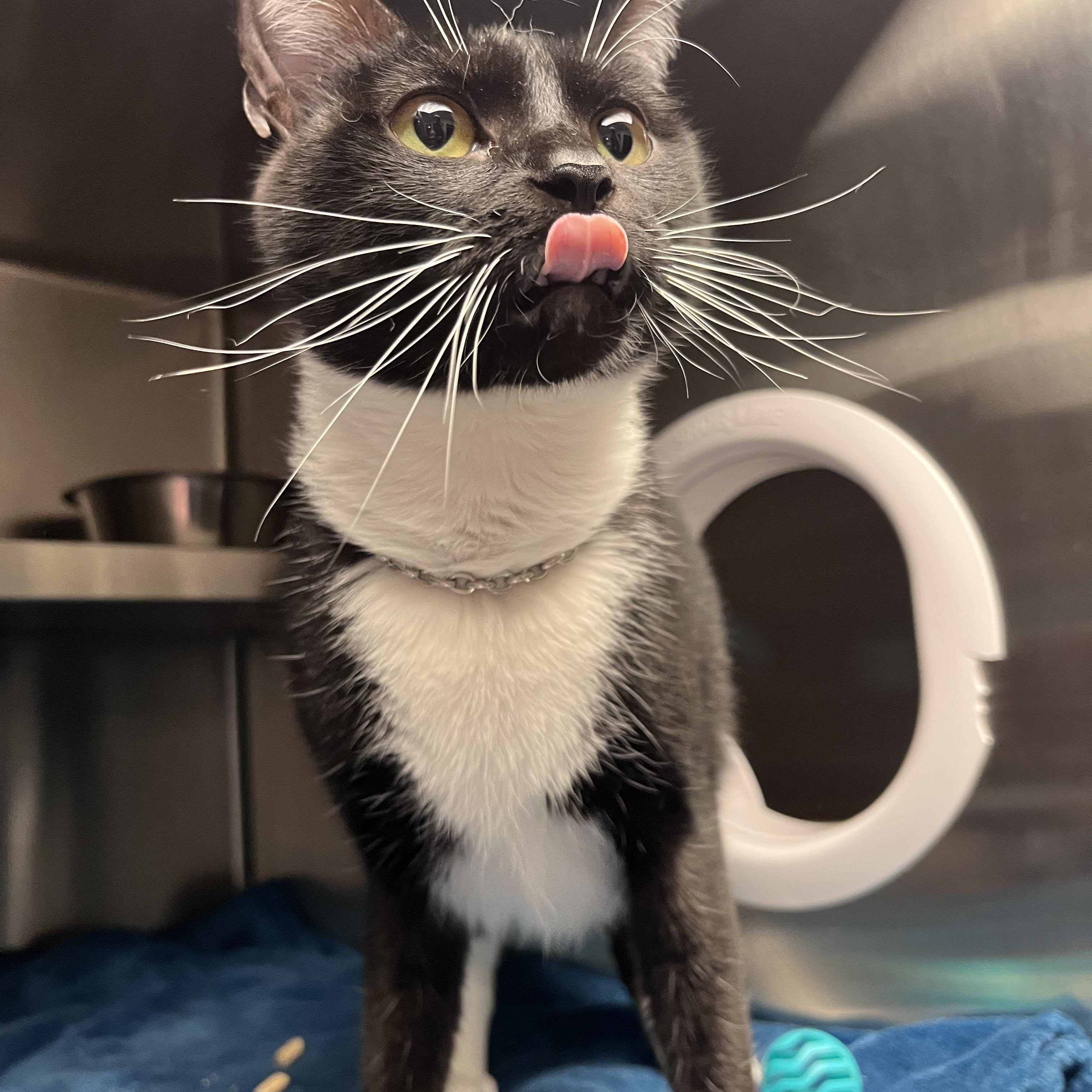 Ayla, a ADOPTABLE Domestic Short Hair in Liberty, MO image 3/3