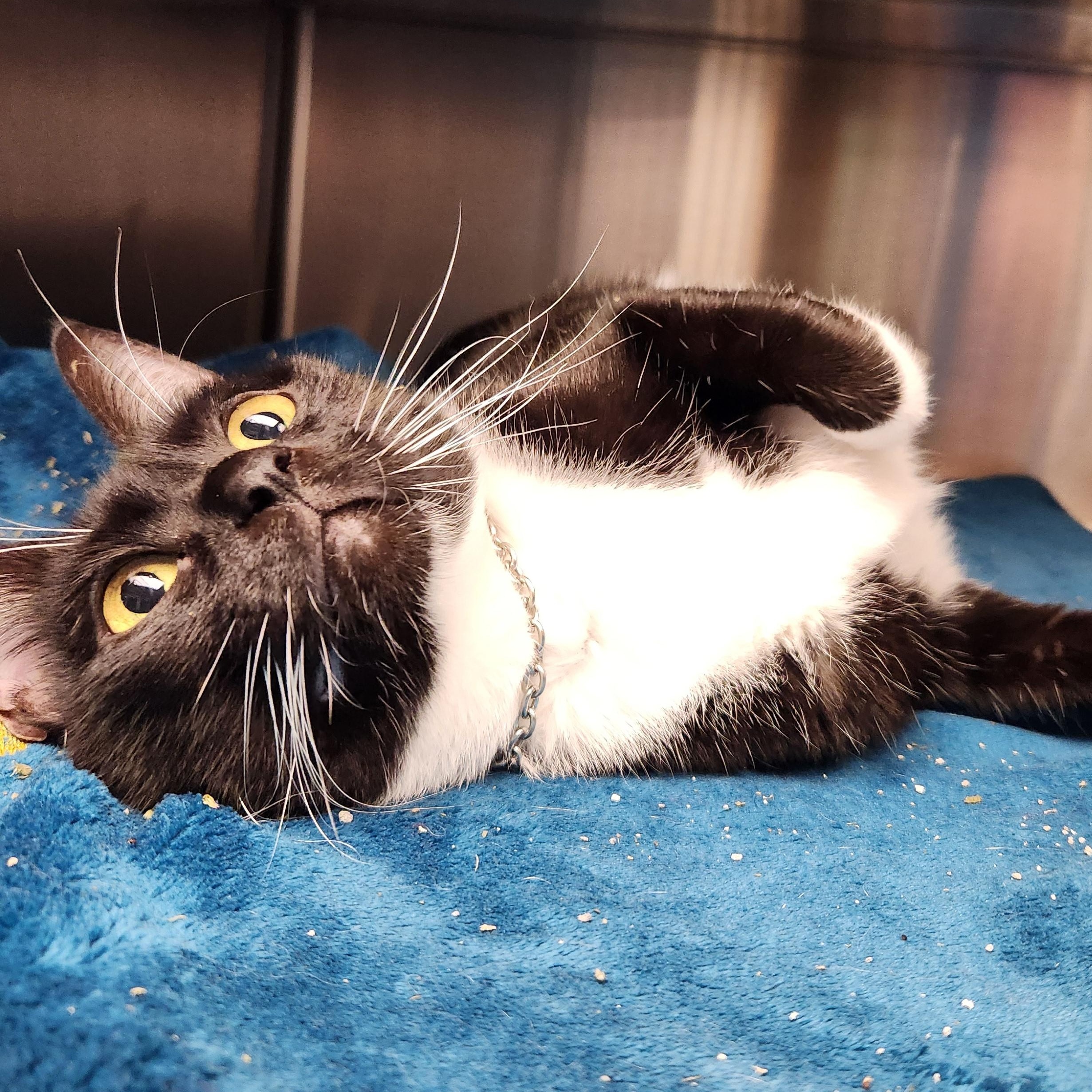 Ayla, a ADOPTABLE Domestic Short Hair in Liberty, MO image 2/3