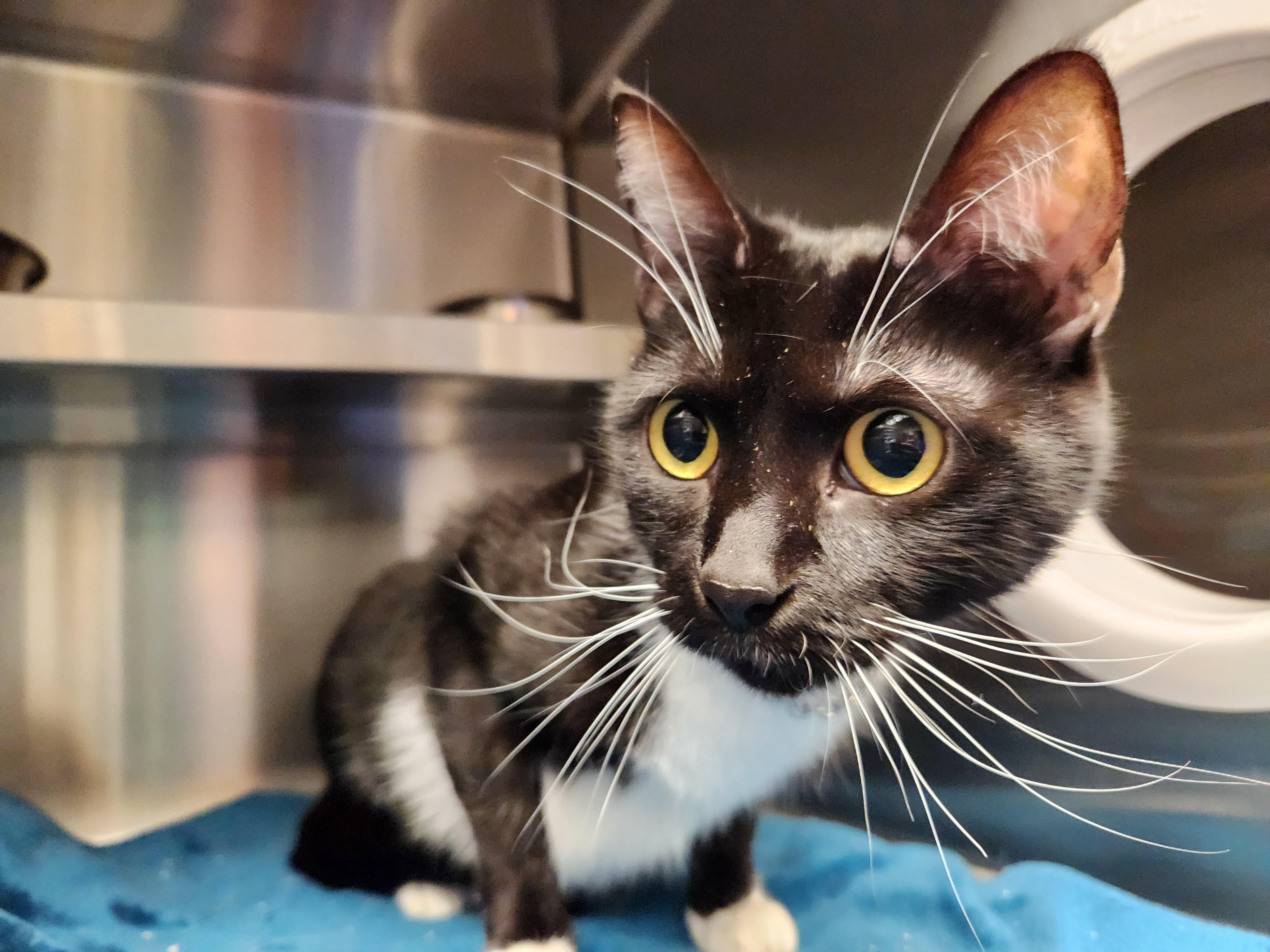 Ayla, ADOPTABLE, Young Female Domestic Short Hair.