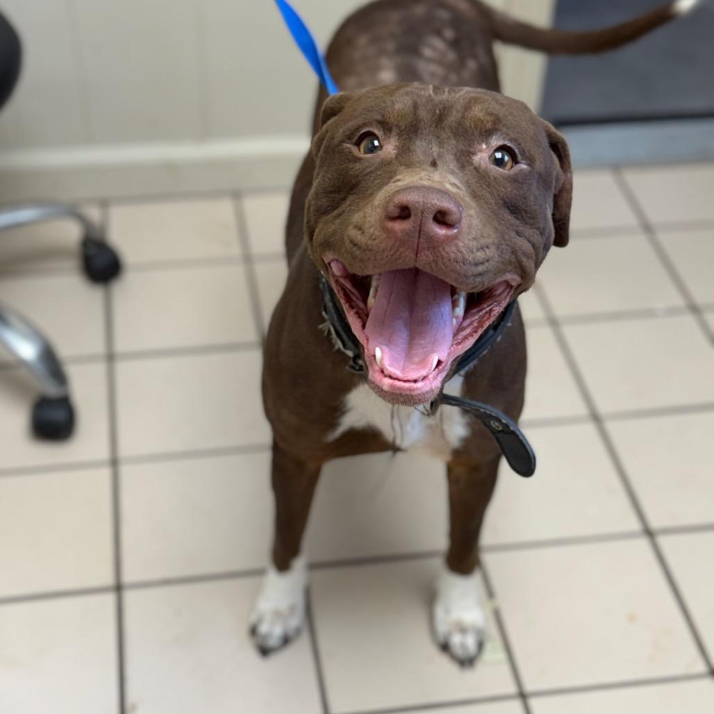 Roxy — thumbnail 2