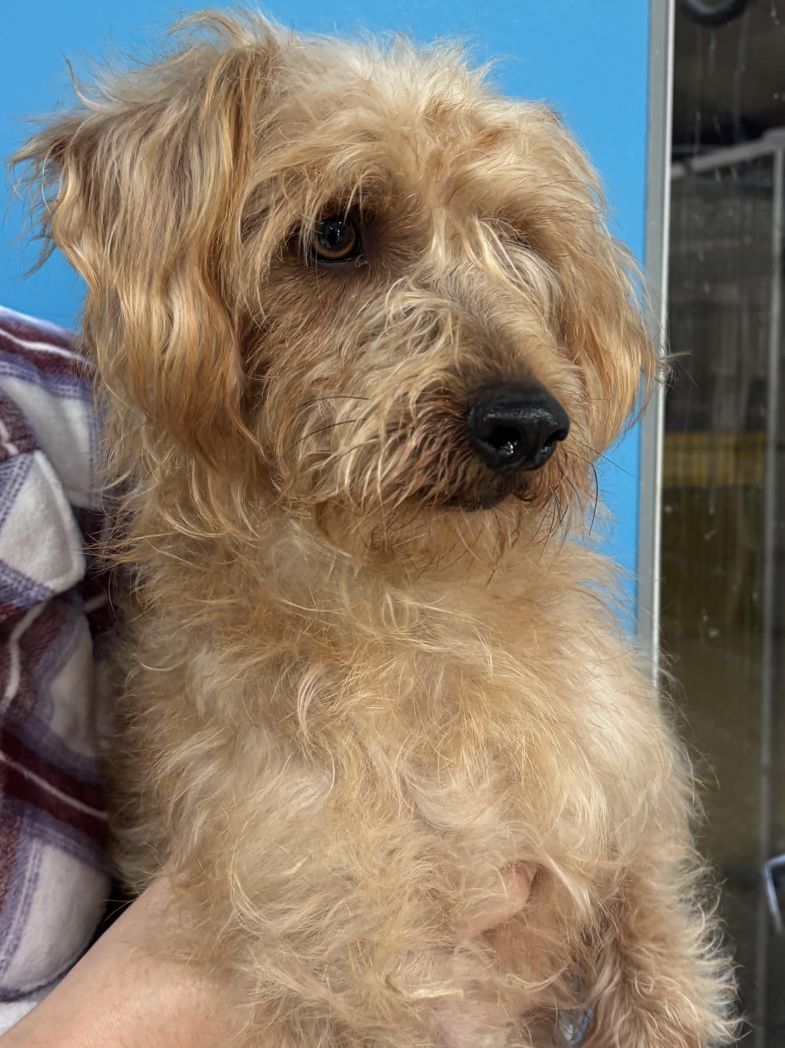 Pilot, ADOPTABLE, Young Male Terrier.