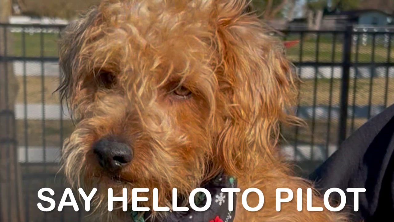 Enlarge Pilot, a ADOPTABLE mixed breed in Woodland, CA video 2/2