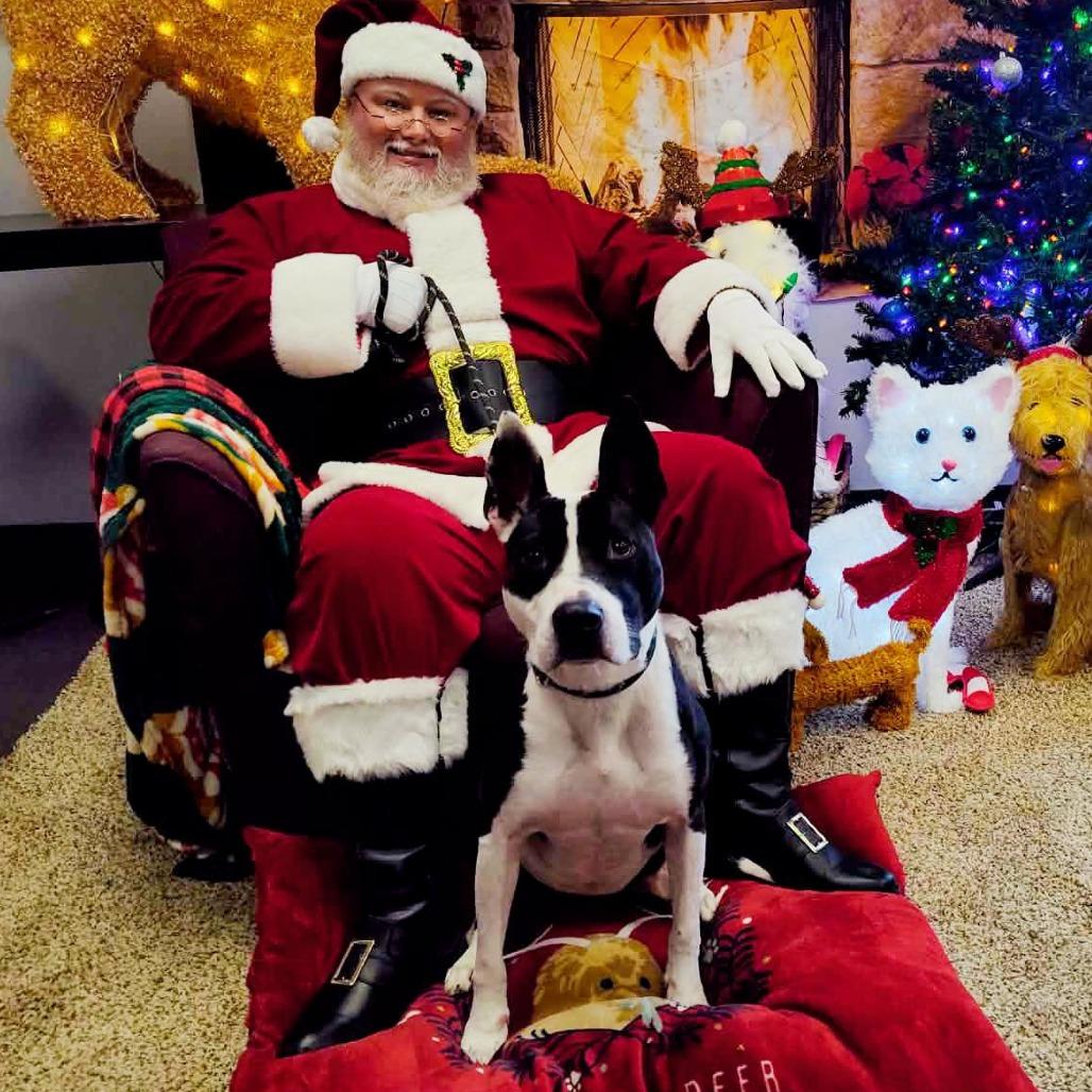 Enlarge Nyla, a Adoptable Mixed Breed in Dickinson, TX image 1/6