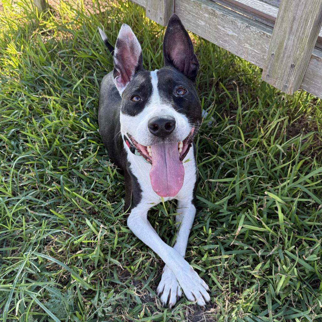 Nyla, a Adoptable Mixed Breed in Dickinson, TX image 1/6