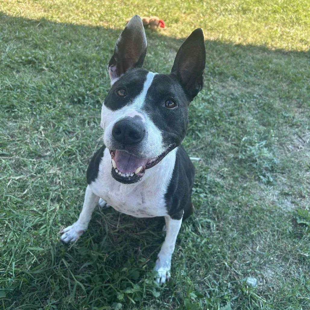 Enlarge Nyla, a Adoptable Mixed Breed in Dickinson, TX image 1/6