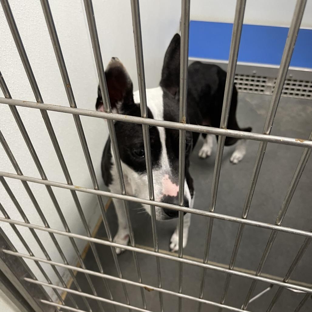 Enlarge Nyla, a Adoptable Mixed Breed in Dickinson, TX image 2/6