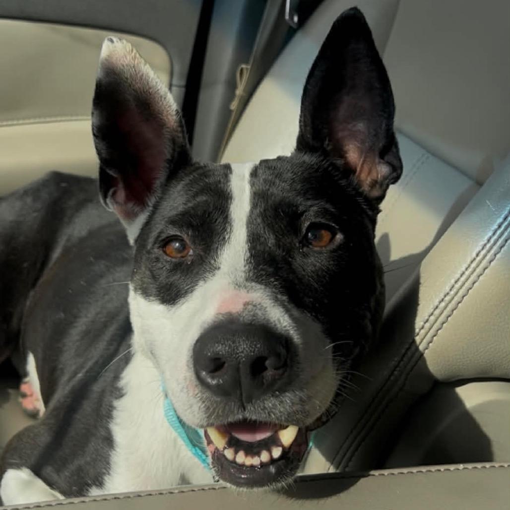 Enlarge Nyla, a Adoptable Mixed Breed in Dickinson, TX image 2/6