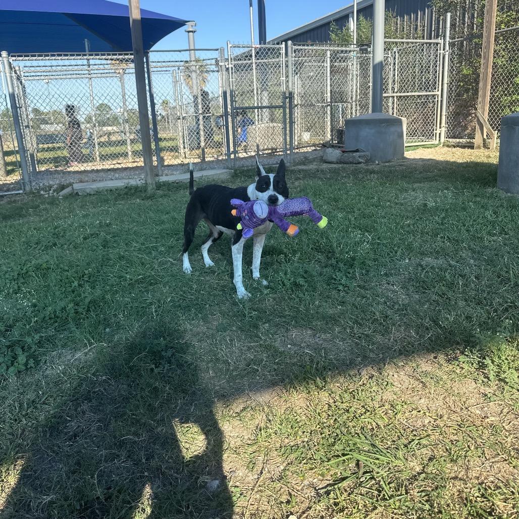 Enlarge Nyla, a Adoptable Mixed Breed in Dickinson, TX image 3/6