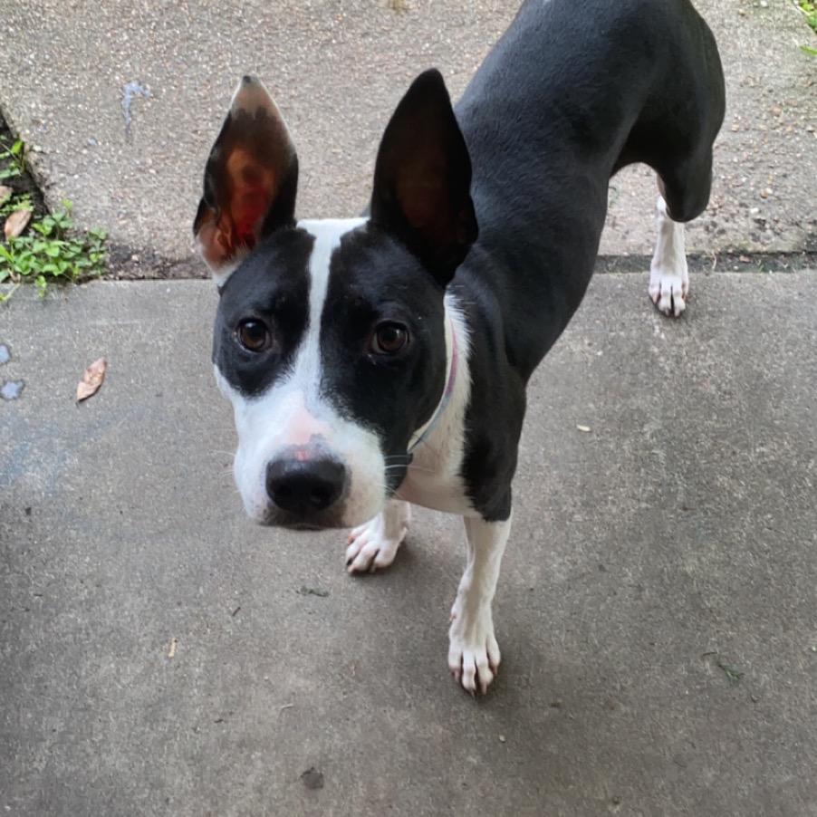 Enlarge Nyla, a Adoptable Mixed Breed in Dickinson, TX image 4/6