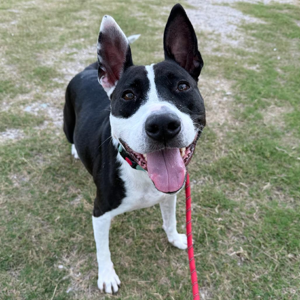 Enlarge Nyla, a Adoptable Mixed Breed in Dickinson, TX image 4/6