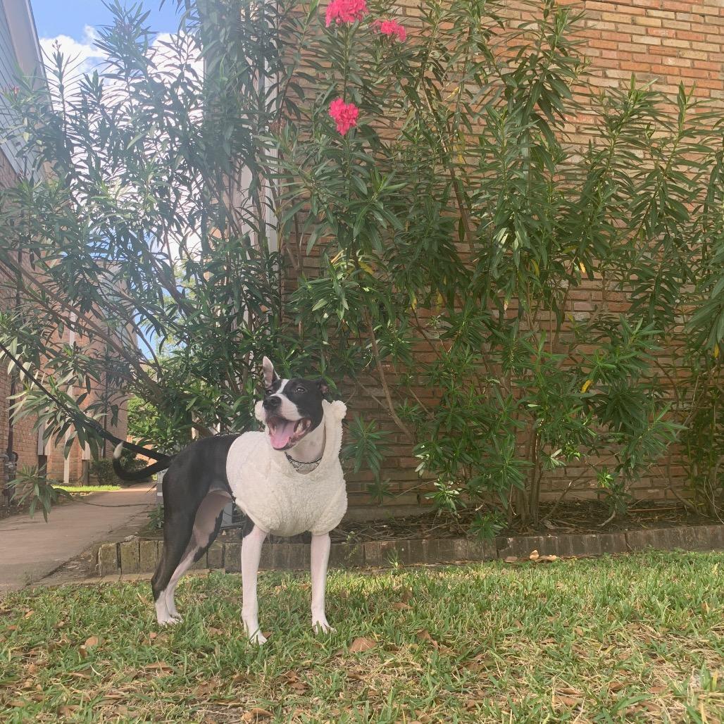 Enlarge Nyla, a Adoptable Mixed Breed in Dickinson, TX image 5/6