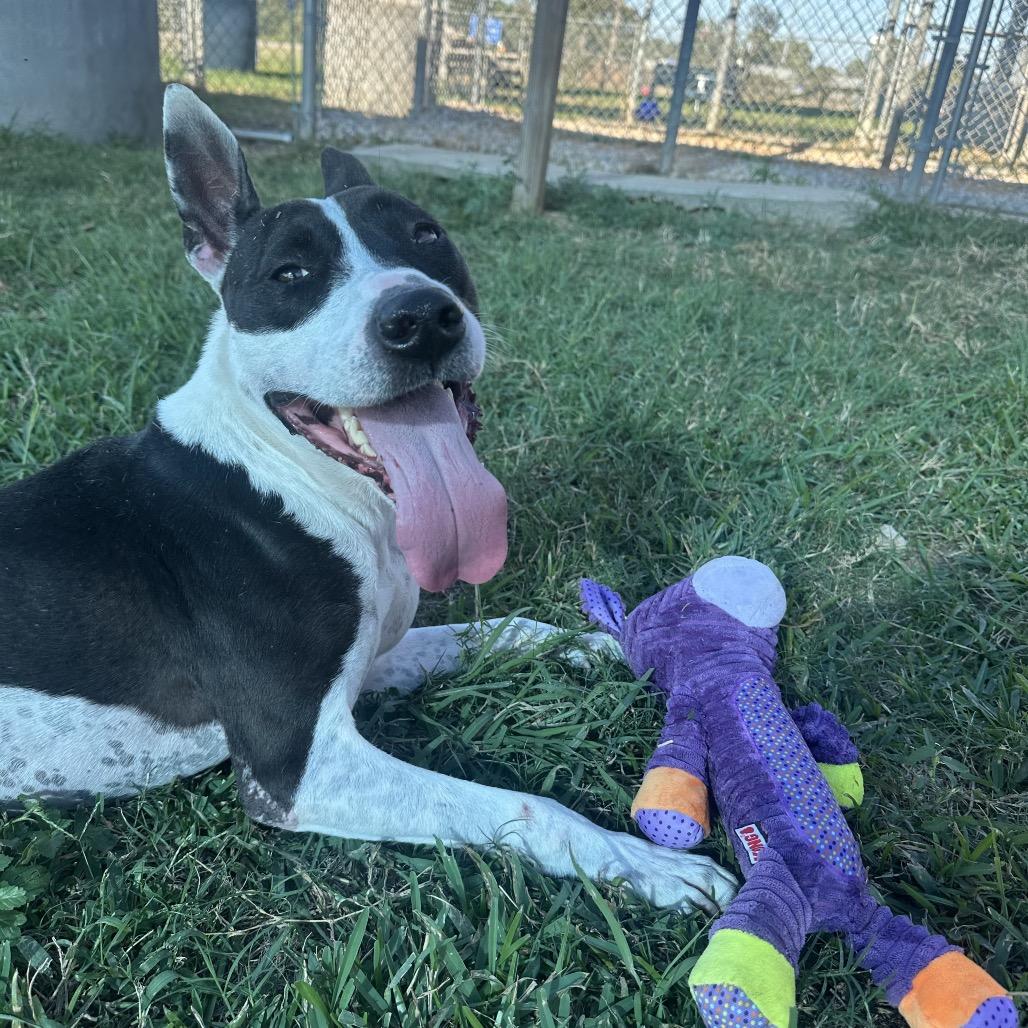 Enlarge Nyla, a Adoptable Mixed Breed in Dickinson, TX image 6/6