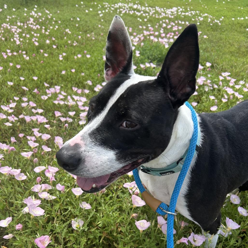 Enlarge Nyla, a Adoptable Mixed Breed in Dickinson, TX image 6/6