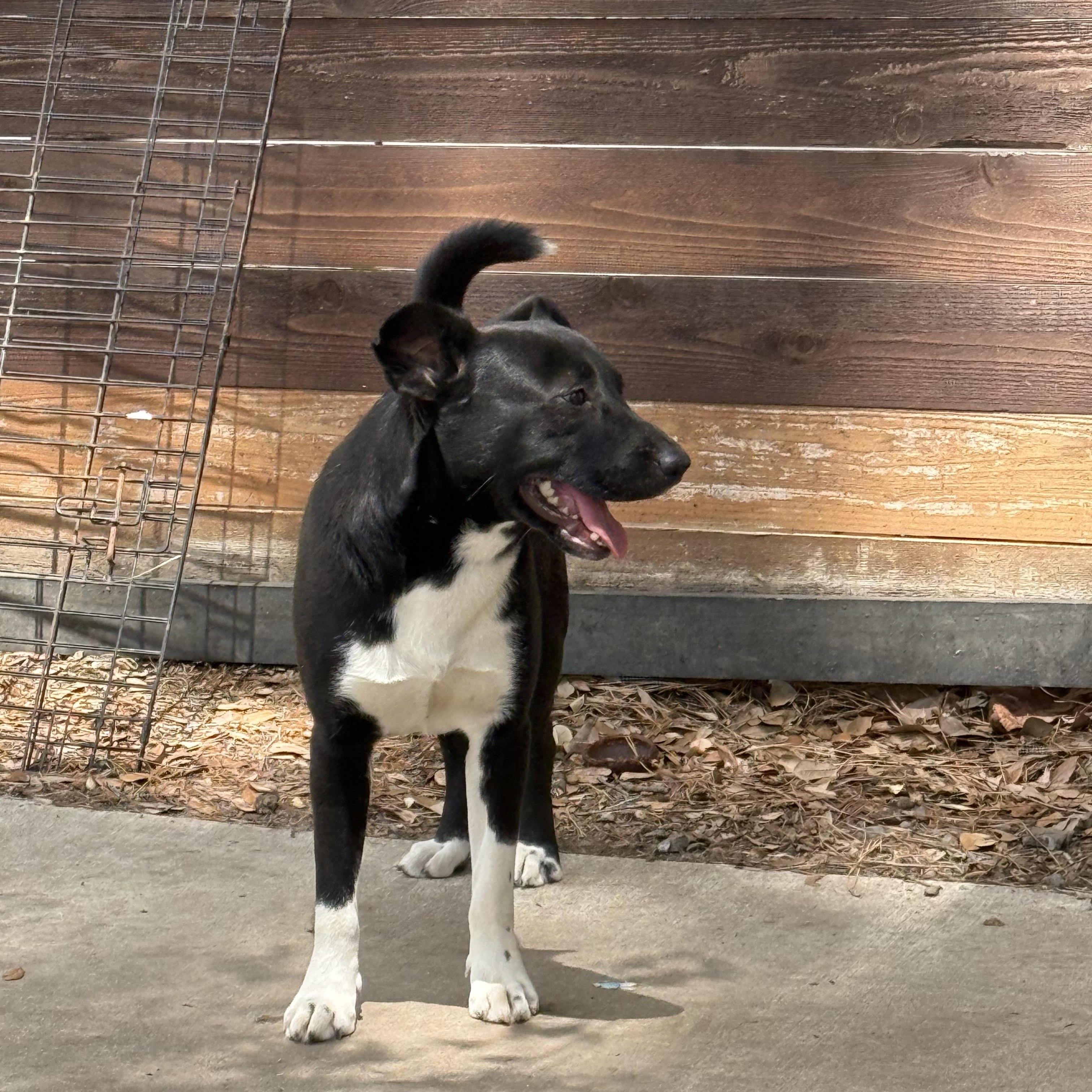 Enlarge CHARLEY, a ADOPTABLE mixed breed in Annandale, VA image 3/4