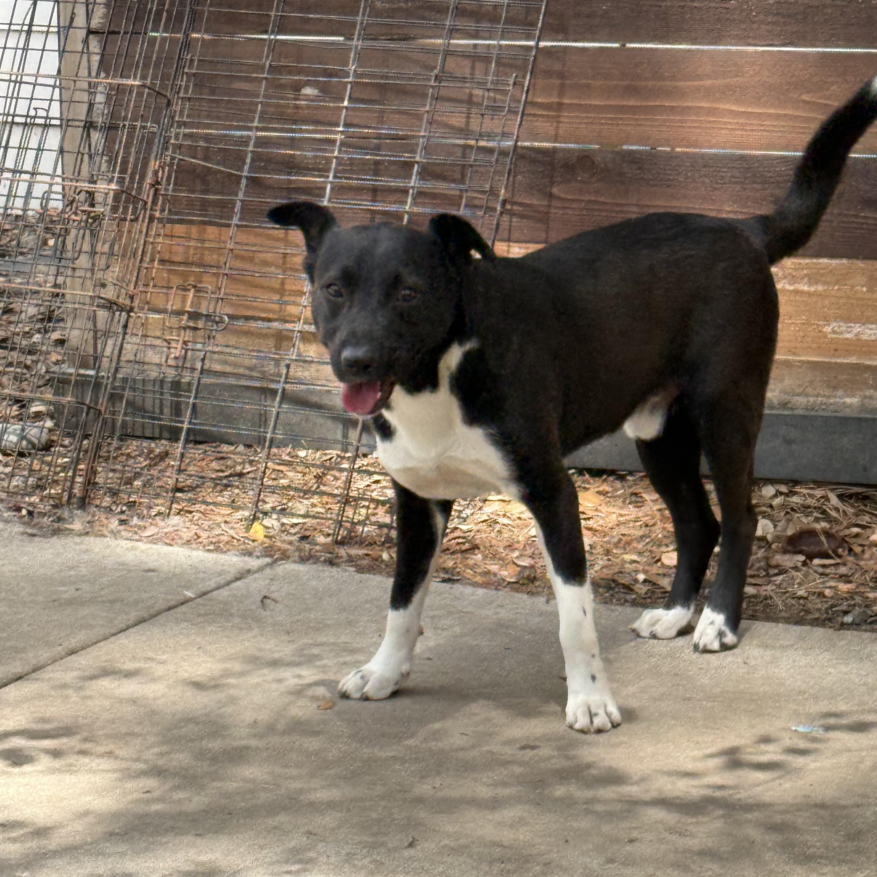 Enlarge CHARLEY, a ADOPTABLE mixed breed in Annandale, VA image 4/4