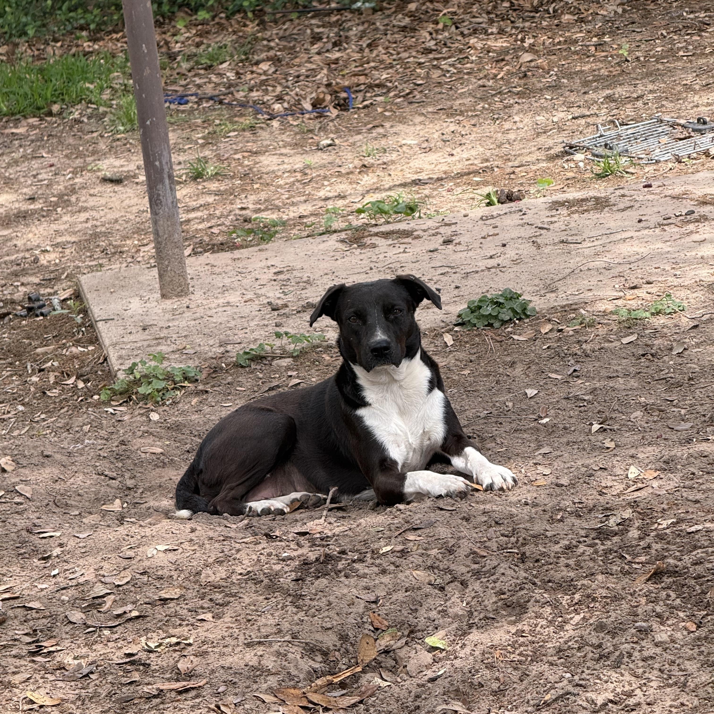 Enlarge CHARLEY, a ADOPTABLE mixed breed in Annandale, VA image 2/4