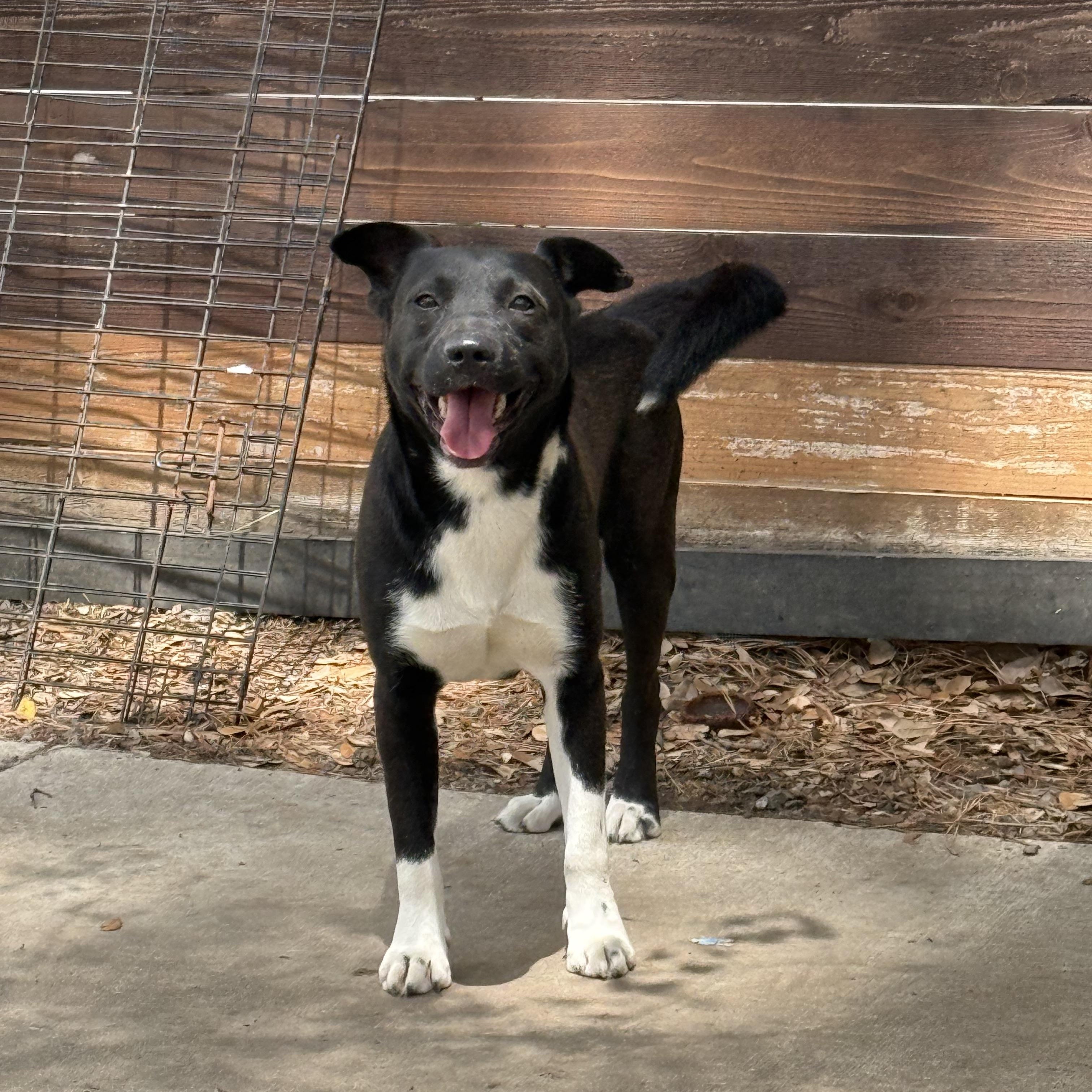CHARLEY, ADOPTABLE, Adult Male Shepherd.