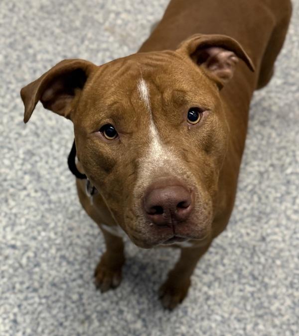 Enlarge Jack, a Adoptable mixed breed in Golden, CO image 1/1