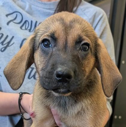 Drako, adopted, Puppy Male Labrador Retriever & Mixed Breed.