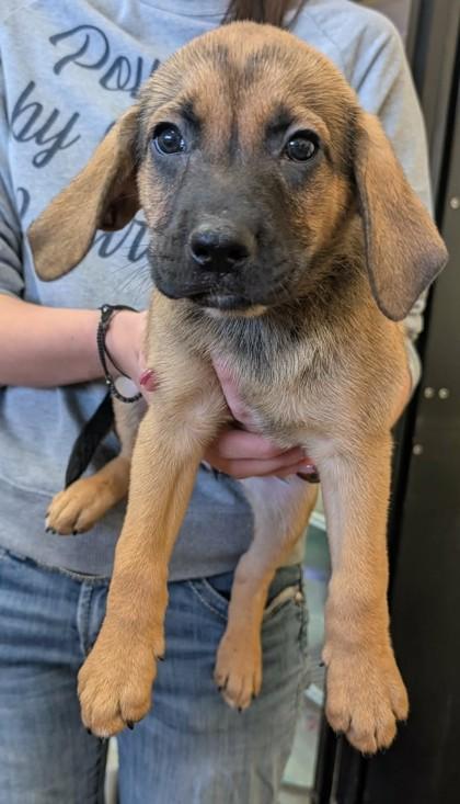 Enlarge Drako, an adopted mixed breed in La Harpe, KS image 2/2