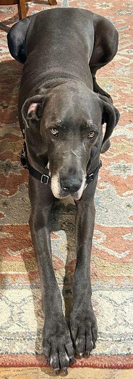 Ava - BONDED, Adult Female unknown