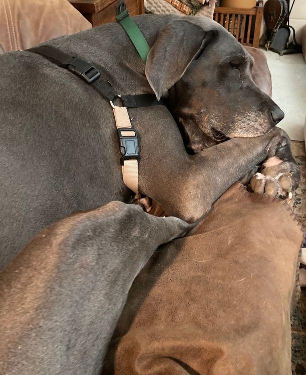 Ava - BONDED photo 2