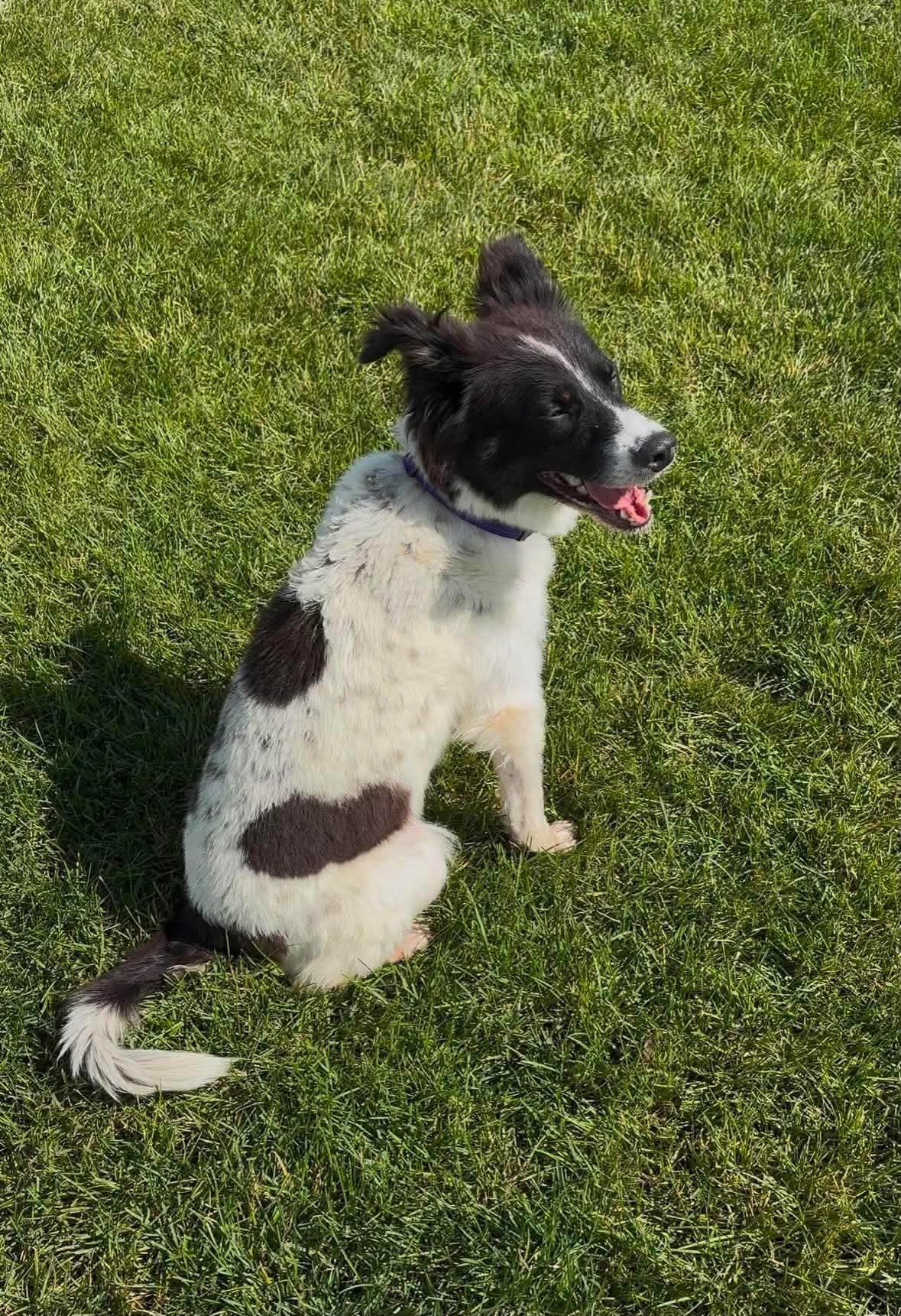 Enlarge Jojo, a Adoptable mixed breed in Edmonton, AB image 6/6