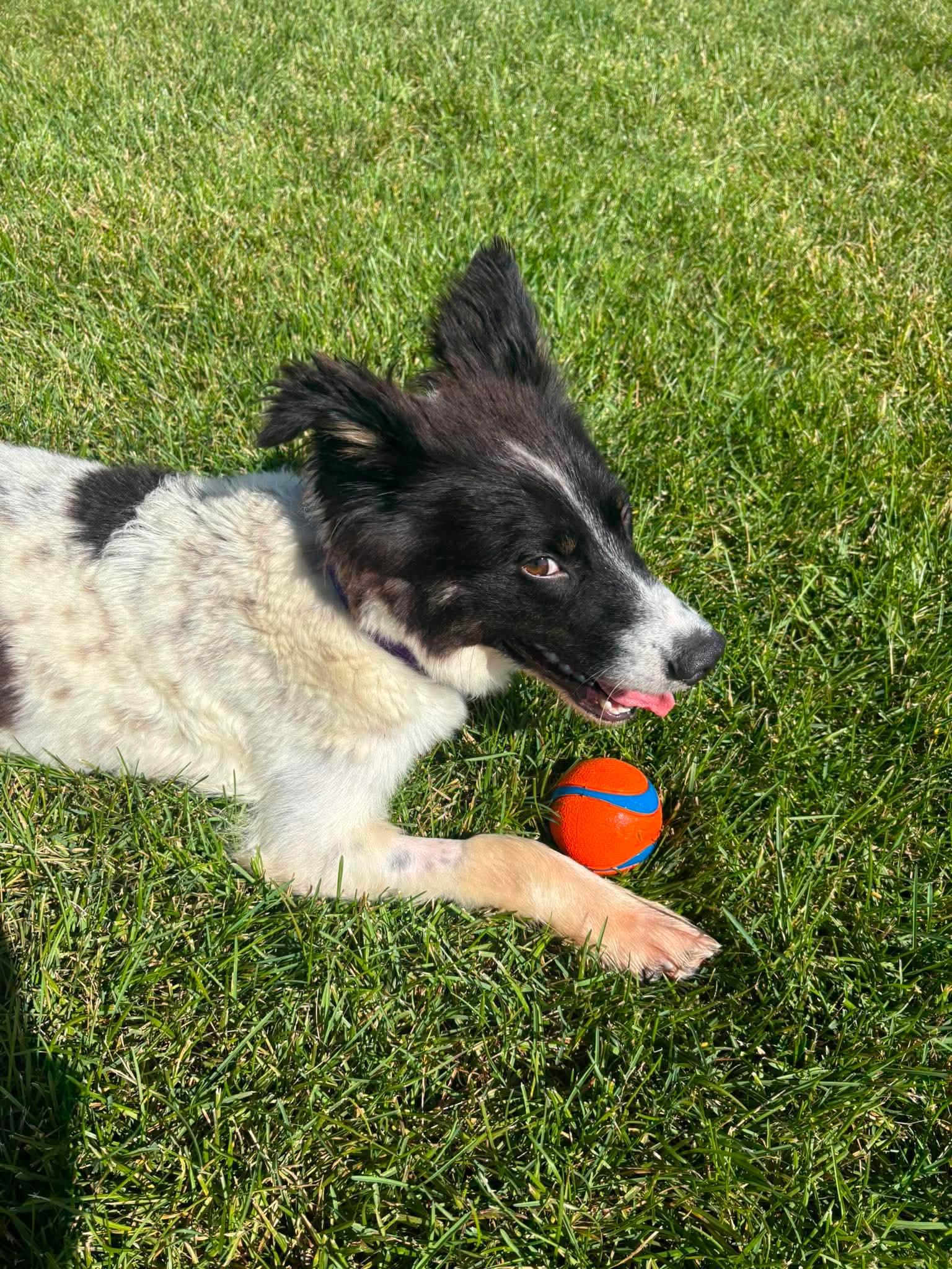 Enlarge Jojo, a Adoptable mixed breed in Edmonton, AB image 3/6