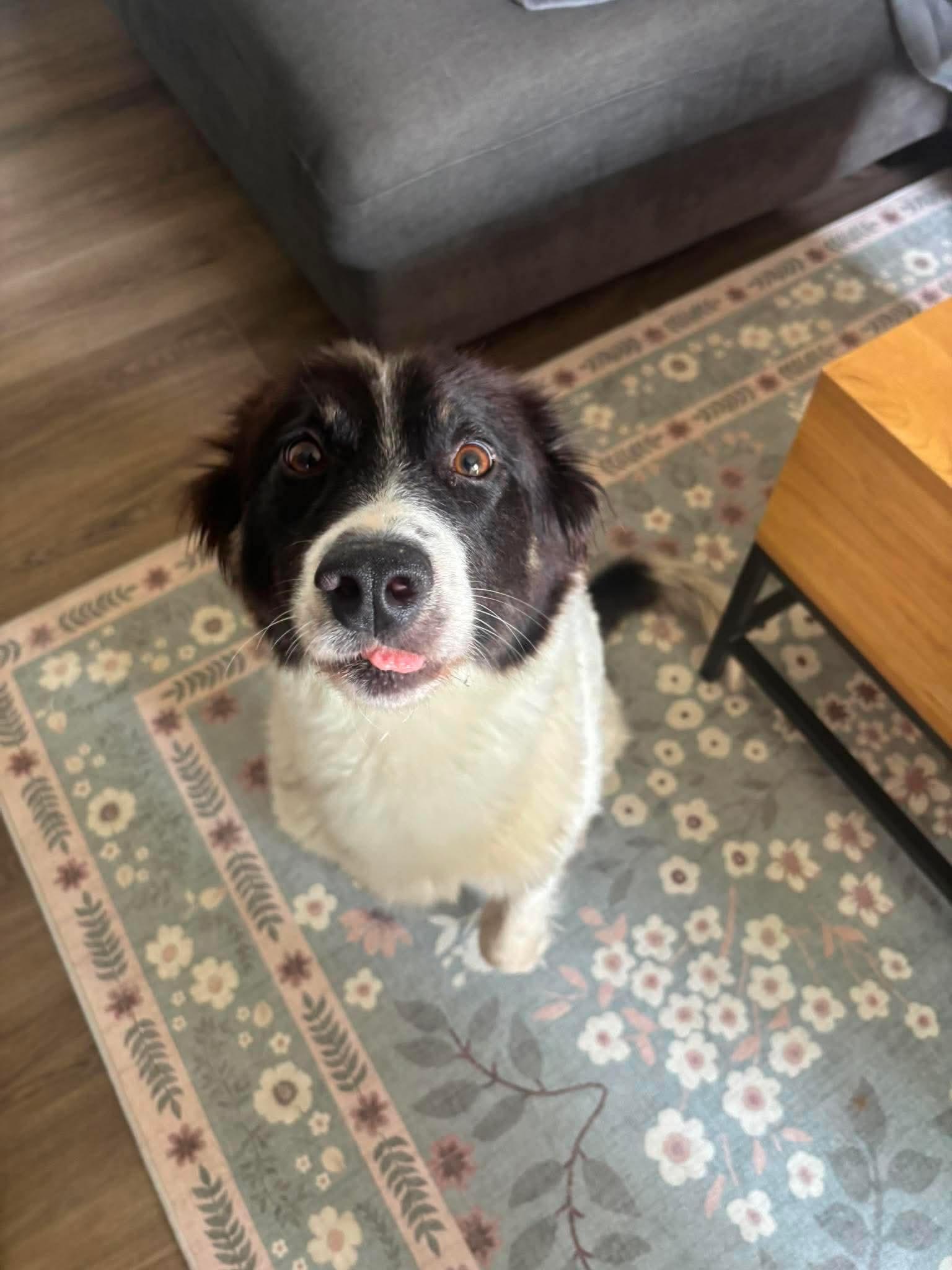 Enlarge Jojo, a Adoptable mixed breed in Edmonton, AB image 2/6