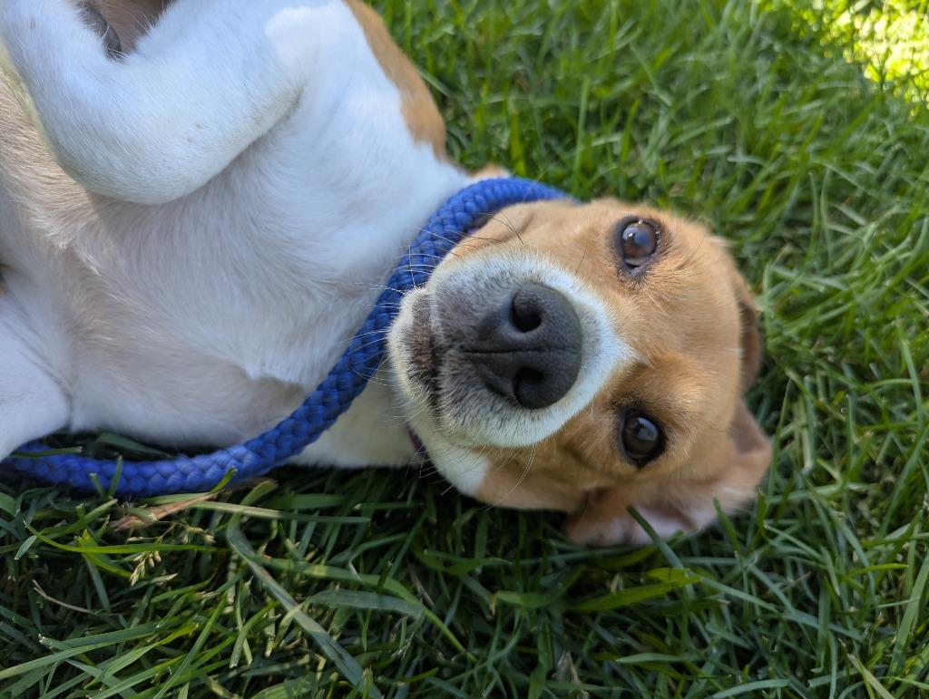 Enlarge Blanche, a Adoptable Beagle in Barron, WI image 1/6