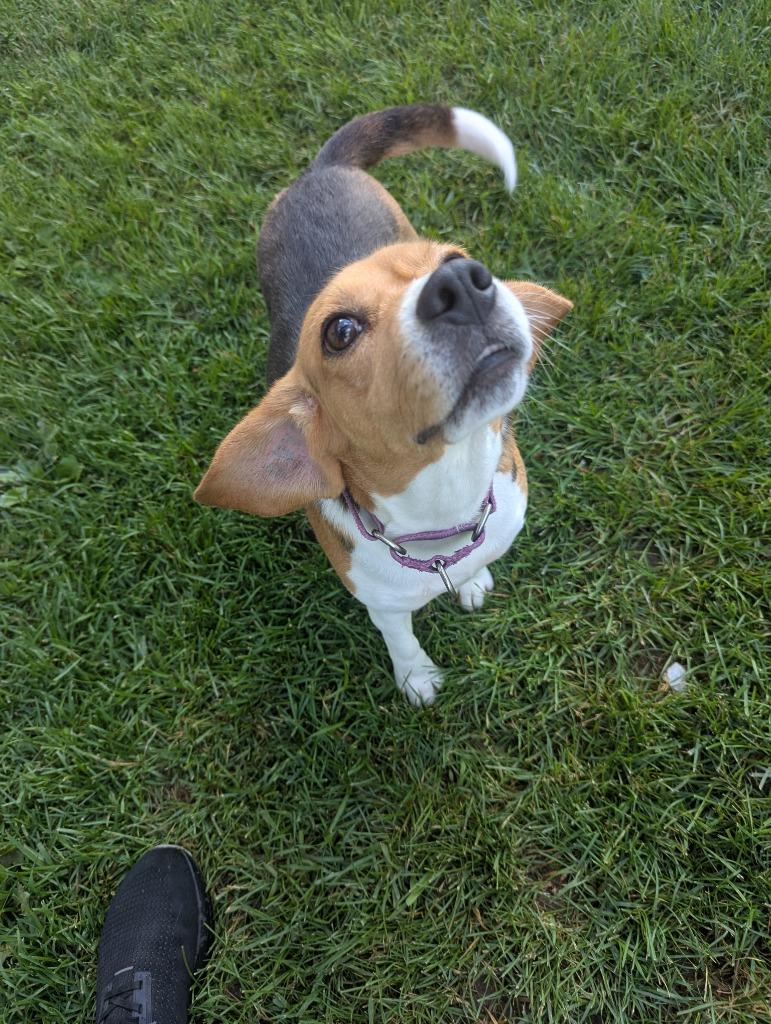 Enlarge Blanche, a Adoptable Beagle in Barron, WI image 2/6