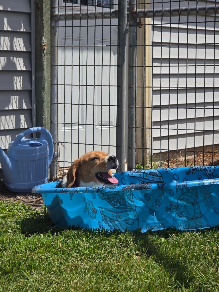 Blanche, Adoptable, Adult Female Beagle.