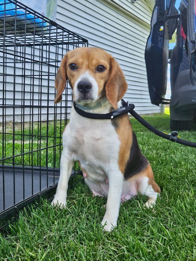 Blanche, a Adoptable Beagle in Barron, WI image 2/3