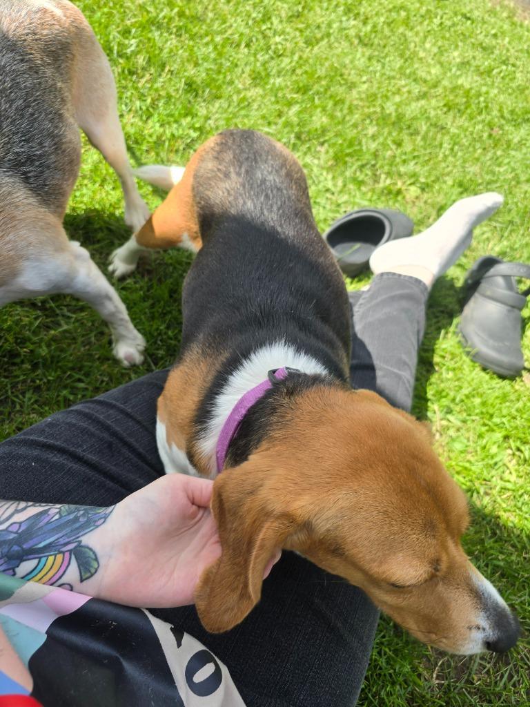 Enlarge Blanche, a Adoptable Beagle in Barron, WI image 5/6