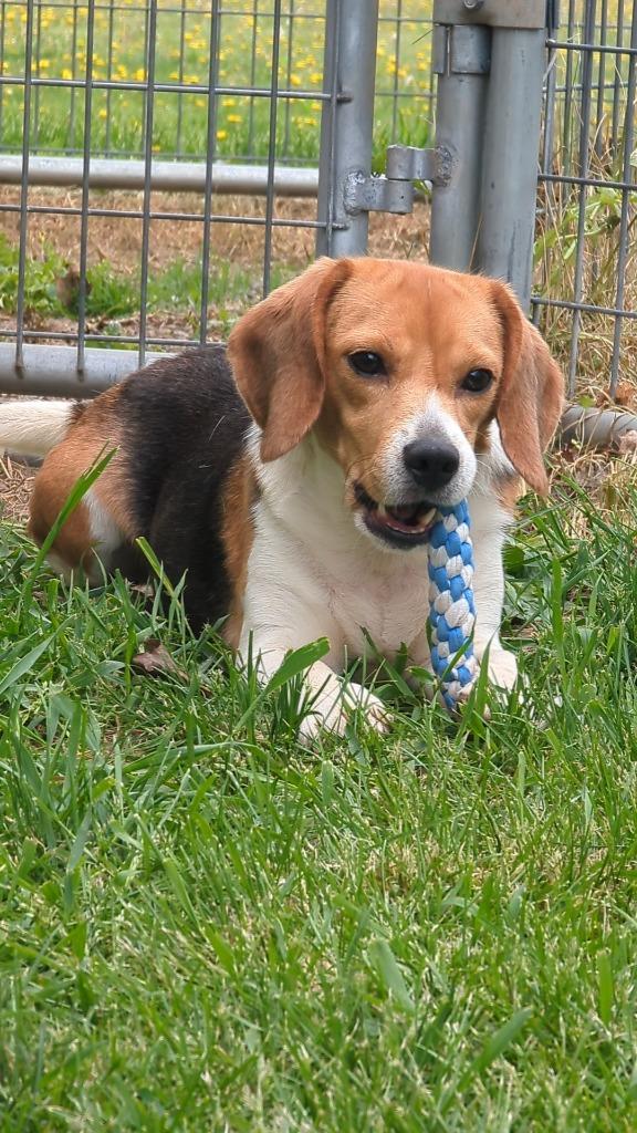 Blanche, a Adoptable Beagle in Barron, WI image 3/3