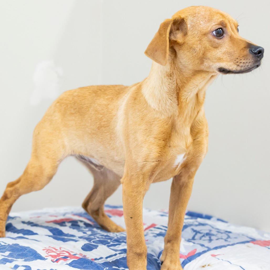 Julius, Adoptable, Puppy Male Mixed Breed.