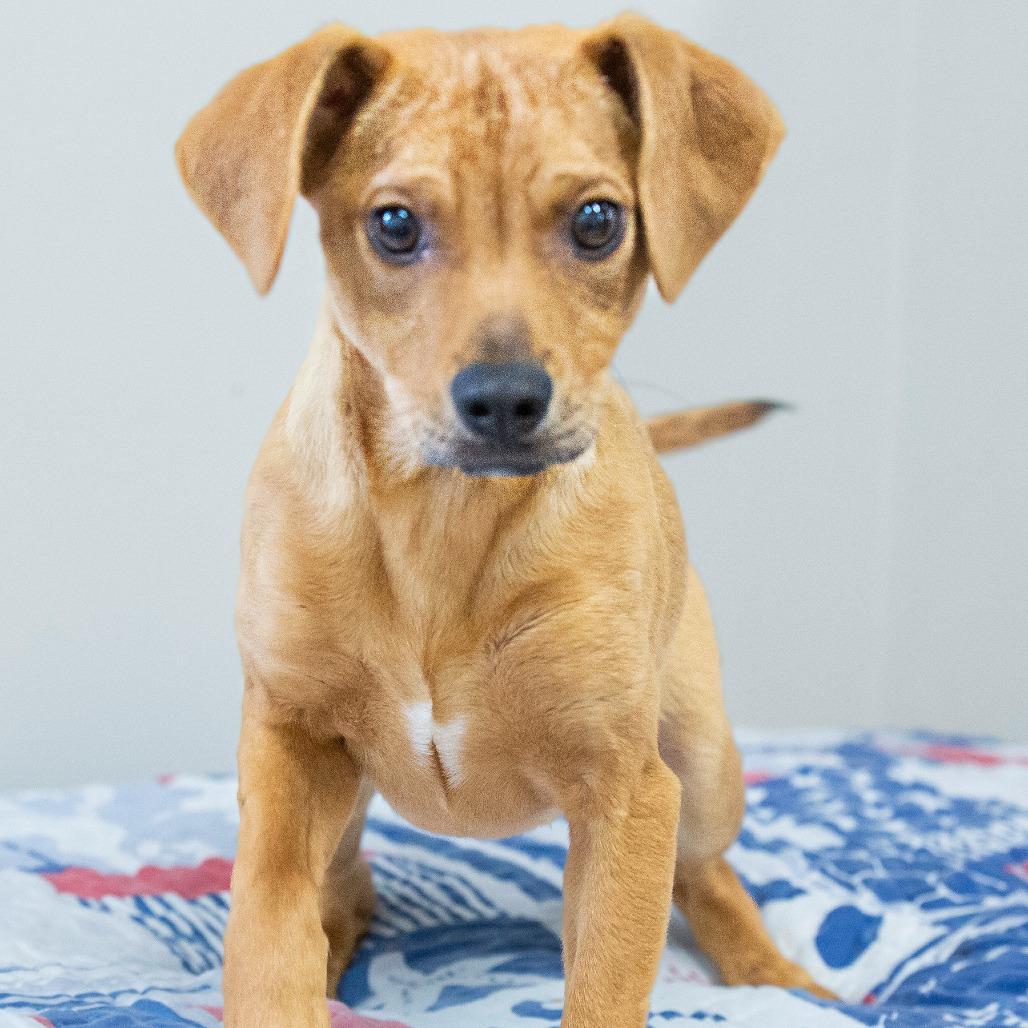 Enlarge Julius, a Adoptable Mixed Breed in Cartersville, GA image 2/4