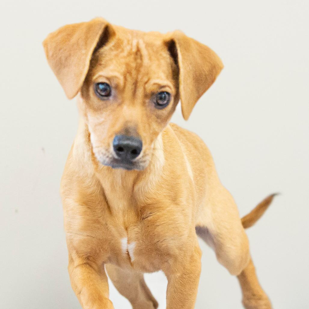 Enlarge Julius, a Adoptable Mixed Breed in Cartersville, GA image 3/4