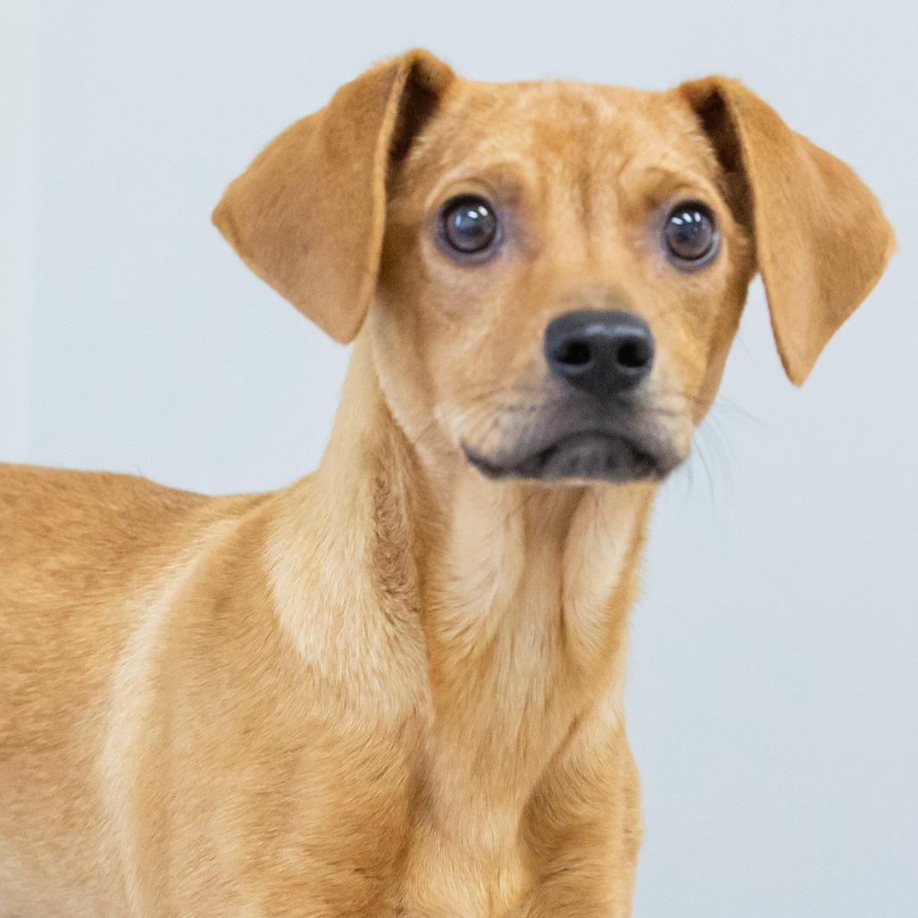 Enlarge Julius, a Adoptable Mixed Breed in Cartersville, GA image 4/4