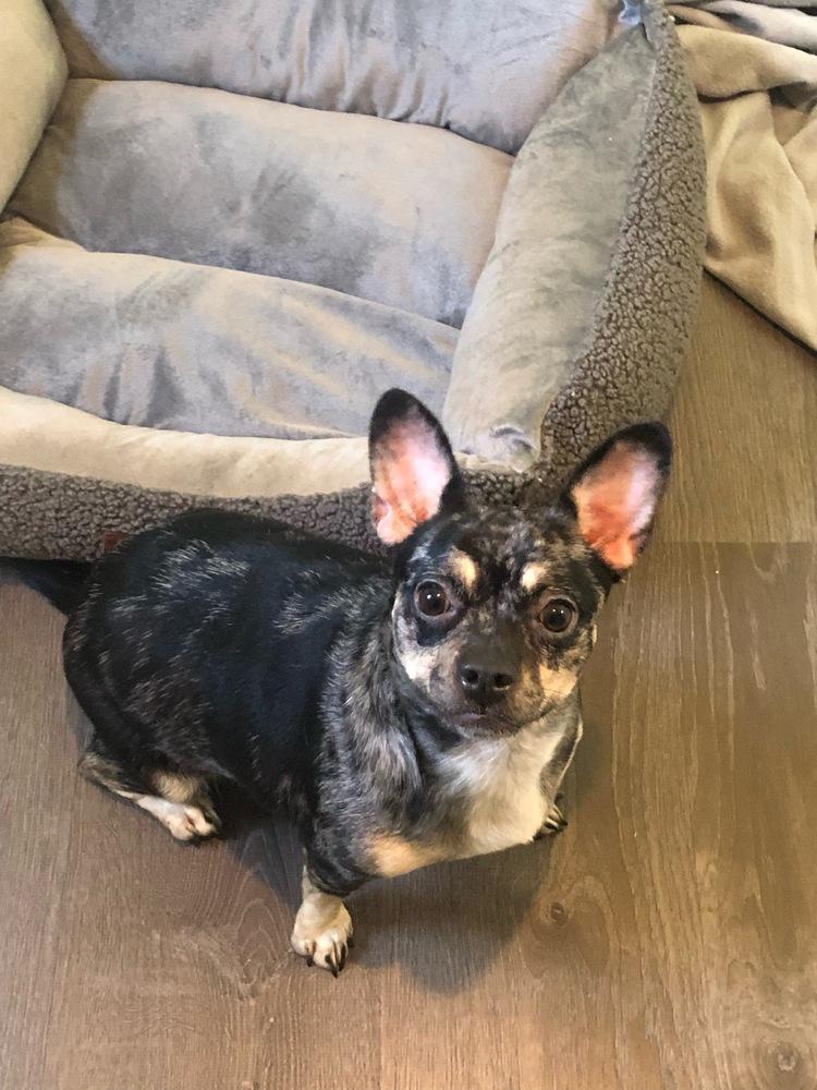 Nelly, Adoptable, Young Female Chihuahua & Dachshund.