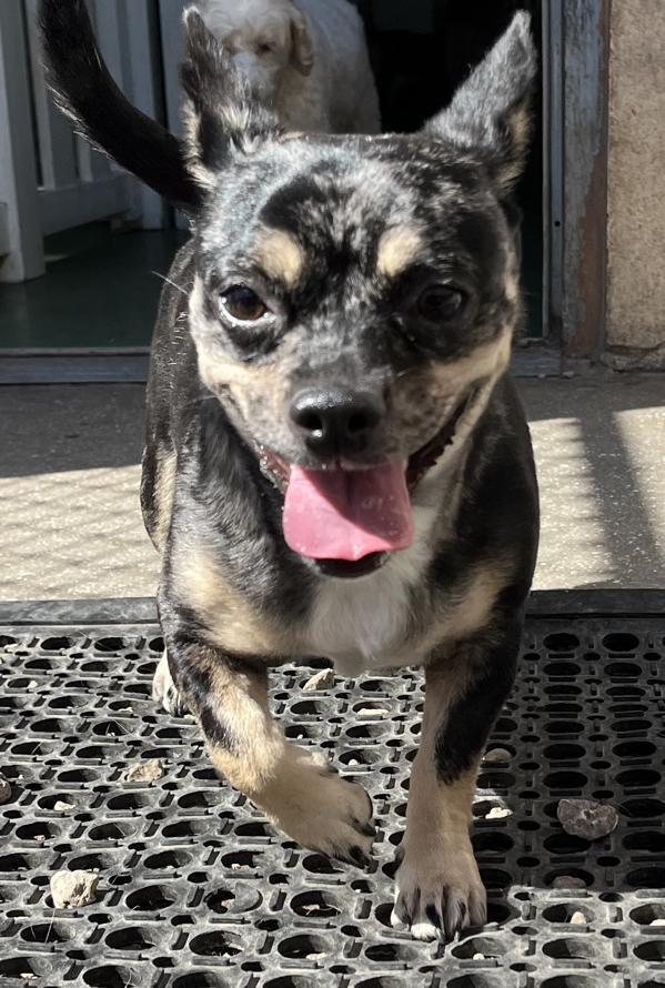 Enlarge Nelly, a Adoptable mixed breed in West Palm Beach, FL image 2/6